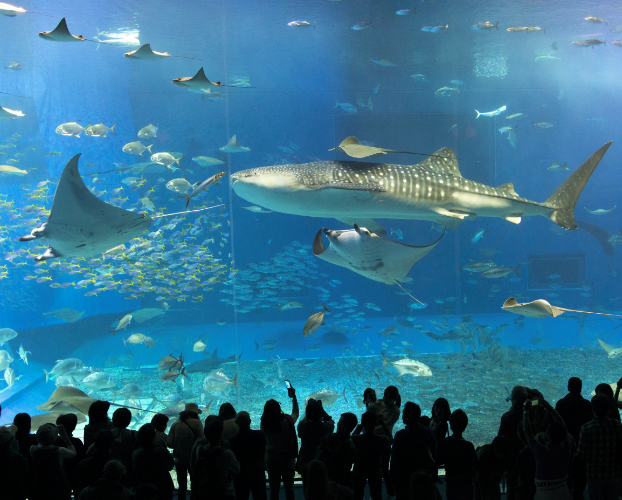 沖縄のエリア画像